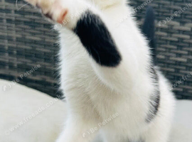 1 female kitten left