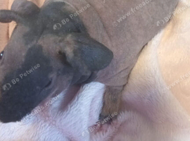 Gorgeous Skinny pigs for sale!