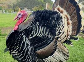 Bronze Turkey Hatching Eggs