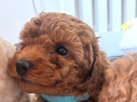 Beautiful KC registered Red toy poodle Girls