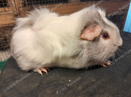 Baby guinea pigs availa&sup2;ble