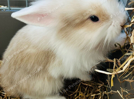 Lionhead and minilop bunnies