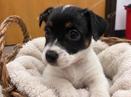 Jack Russell Girl Puppy Left️ ready to leave Sunday