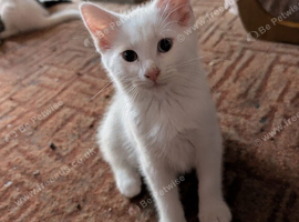 Maine Coon X female heterochromia
