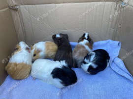 Baby boy guineapigs