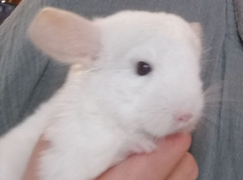 Sold !!! Chinchilla Baby Girl in Feltham TW13