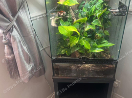 18 months old creasted gecko male