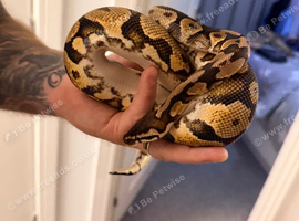 Ball python