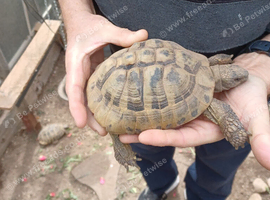 One Proven Male Hermann's Tortoise