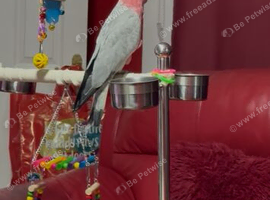 Baby galah cockatoo
