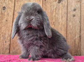 Mini lop babys ready now