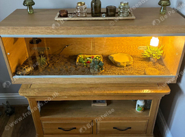 Vivarium and tortoise