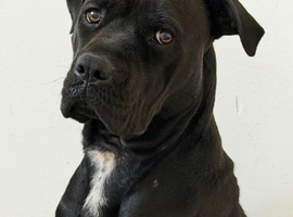 18 month old female Cane Corso