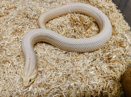 Super conda albino yellow phase