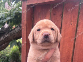 KC registered Labrador pups for sale