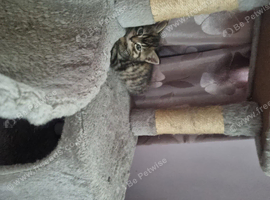 Tabby female