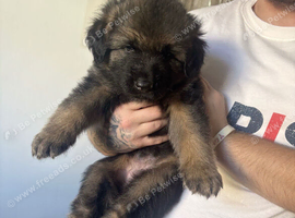 German Shepherd Caucasian Shepherd Swiss Shepherd Puppys