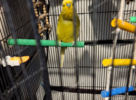 Budgie