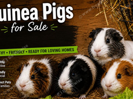 2x Female Guinea pigs