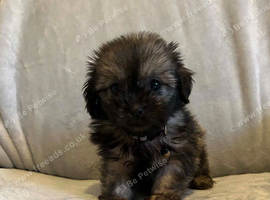 Shihtzu  pups for sale