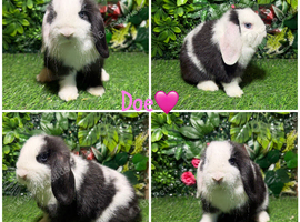 Pure breed mini lops Doe&Buck