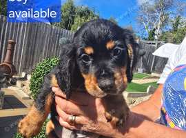 Kc working cocker spainel puppies