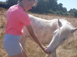 Filly foal to make 13.2/3hh