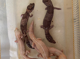 African fat tail gecko breeding group x5 for sale Essex
