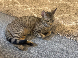 Female cat