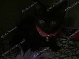 Beautiful black kitten