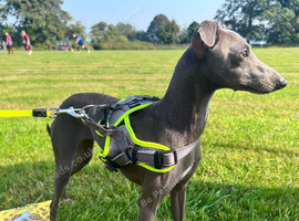 Kc registered blue Italian greyhound puppies