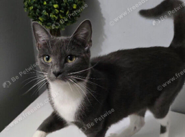 Grey and white cats