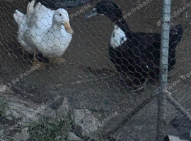 Pair of female ducks
