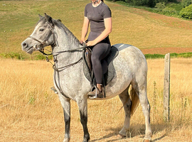 Riding Welsh Section A