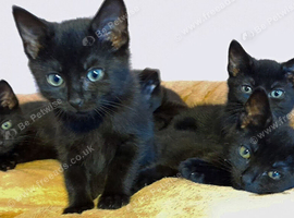 5 black kittens 1 with 4 white boots can be seen with mum