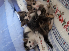 Kittens ready now 8 weeks old