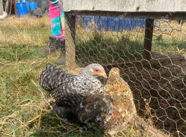 Pekin growers