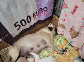 Two male pug puppy's