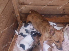 Beautiful traditional jack Russell's