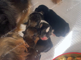 Here is are 4 beautiful baby&rsquo;s one white sporty boy and 1 black girl and 2 chocolate girls