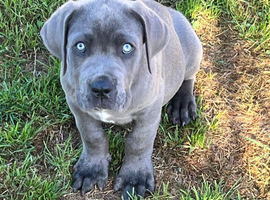 Beautiful Neo Mastiff