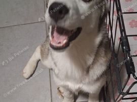 5 month old pup