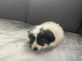 Jackapoo