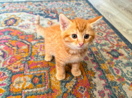 Kittens for sale