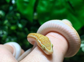Albino African House Snake at Birmingham Reptiles