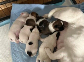 Cute Jack Russell Puppies Looking for Their Forever Homes