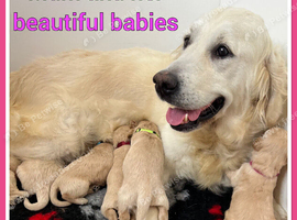 STUNNING F1 MINIATURE GOLDENDOODLES