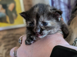 Stunning tortoiseshell kitten