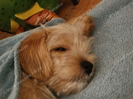 Playful Yorkipoo puppy boy 15 weeks