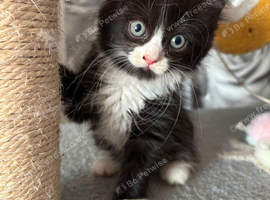 Fluffy ragdoll cross kitten